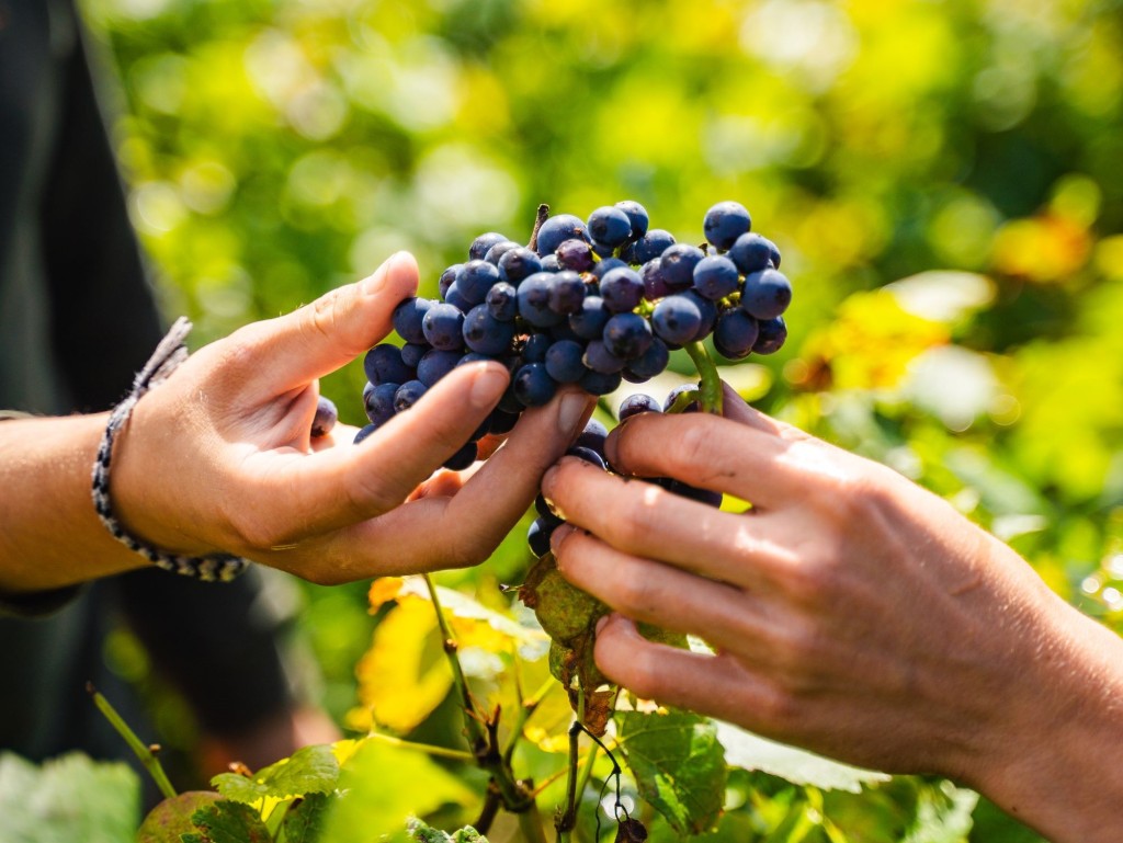 Découvrez les cépages de Champagne : Le Pinot Noir et ses compagnons